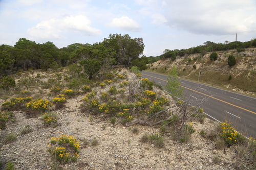 Chrysactinia mexicana