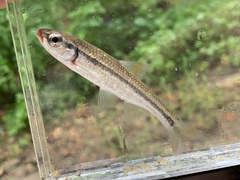 Luxilus zonatus