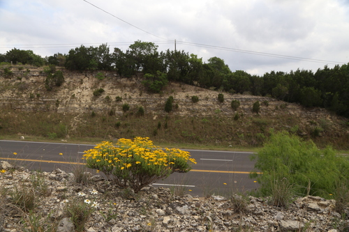 Chrysactinia mexicana