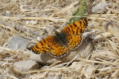 Phyciodes mylitta