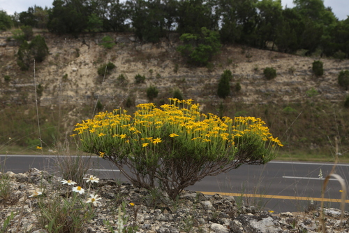 Chrysactinia mexicana