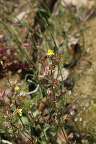 Erythranthe inamoena (Erythranthe inamoena)