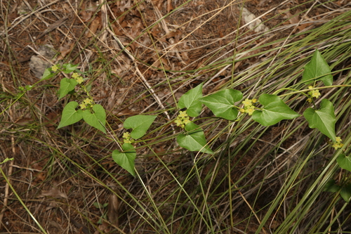 Image of Matelea edwardsensis by (c) Reid Hardin, some rights reserved (CC BY)