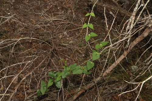 Image of Matelea edwardsensis by (c) Reid Hardin, some rights reserved (CC BY)