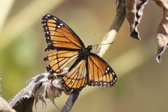 Limenitis archippus