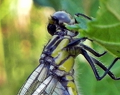 Hylogomphus abbreviatus