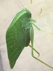 Orthoptera