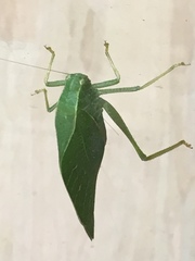 Orthoptera