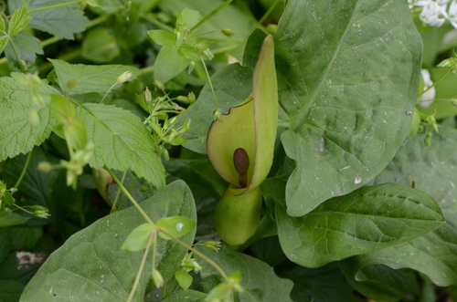 Arum cylindraceum (Arum cylindraceum)