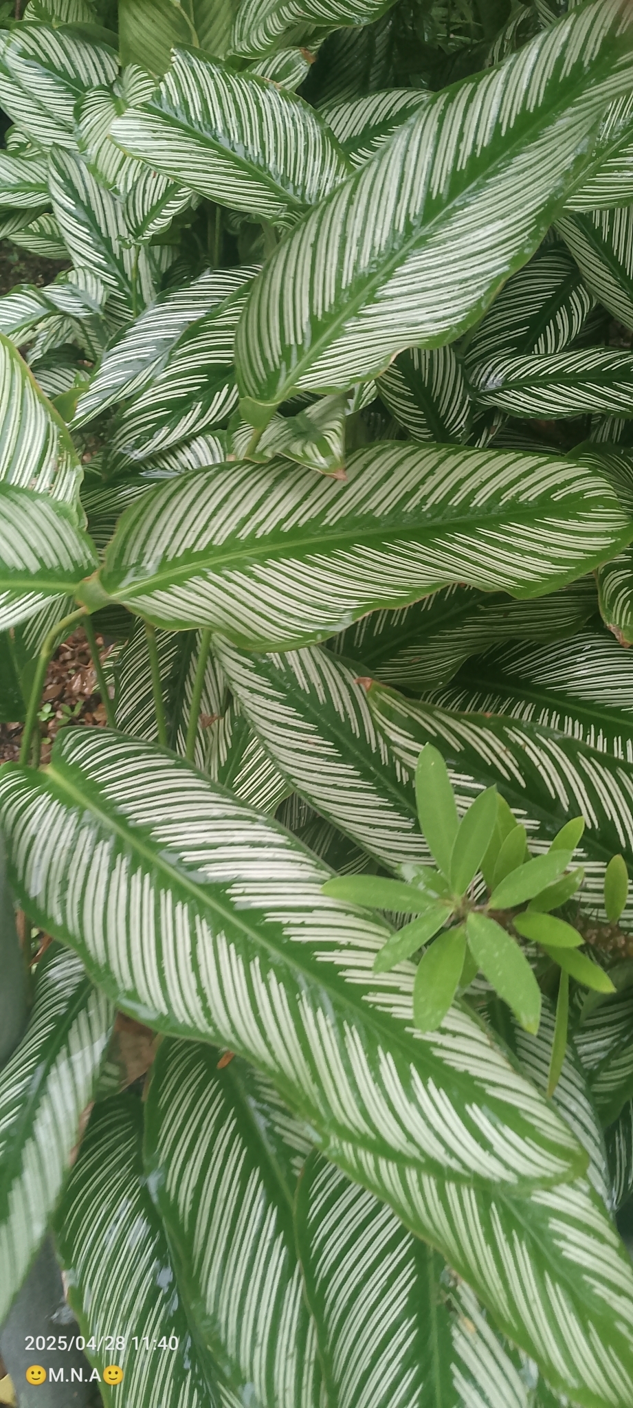 Imagem de Maranta-zebrada