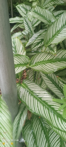 Foto de Maranta-zebrada