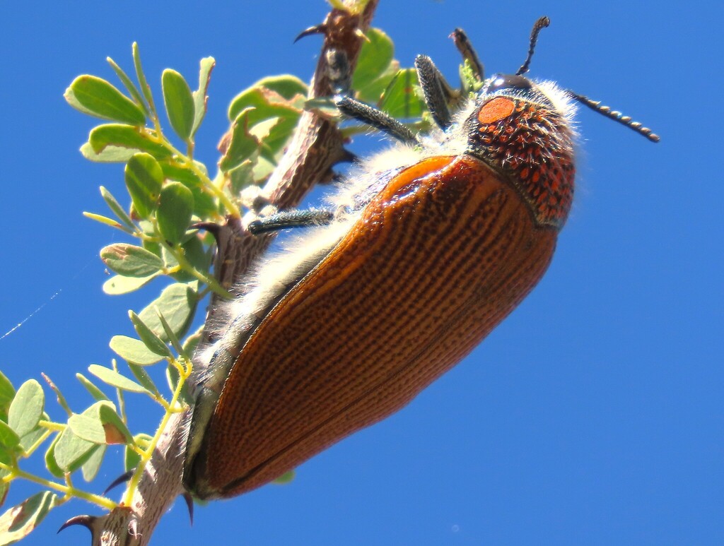 Sternocera feldspathica · iNaturalist