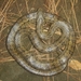 Walnut Kukri Snake - Photo (c) Sunil Sapkota, some rights reserved (CC BY-NC)