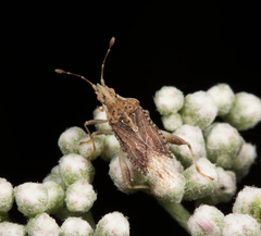 Harmostes fraterculus