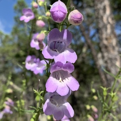 Penstemon leonensis