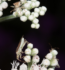 Harmostes fraterculus