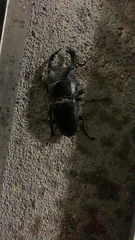 Dorcus hopei