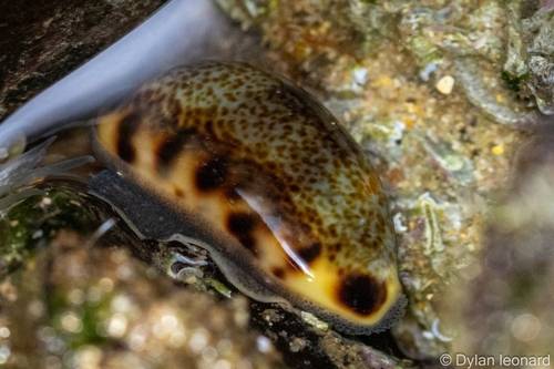 Cypraea felina observed 2025-04-25