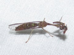 Leptomantispa pulchella