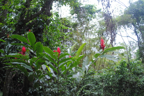 Alpinia purpurata