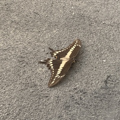 Heraclides ornythion