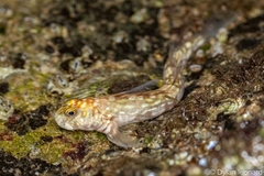 Spotted Rockskipper photo 5