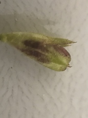 Euphrasia subarctica