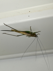 Conocephalus attenuatus