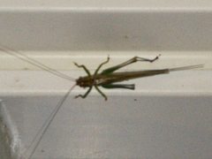 Conocephalus attenuatus