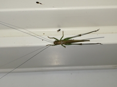 Conocephalus attenuatus