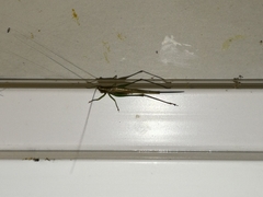 Conocephalus attenuatus