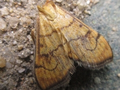 Anania verbascalis