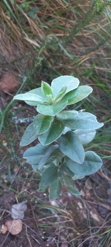 Image of Podalyria calyptrata by (c) Wilhelm van Zyl, some rights reserved (CC BY-SA)