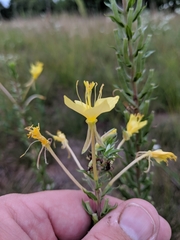 Oenothera clelandii