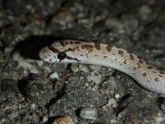 Arizona elegans eburnata