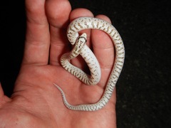 Arizona elegans eburnata