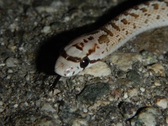 Arizona elegans eburnata