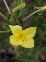 Oenothera clelandii