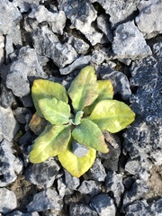 Primula egaliksensis