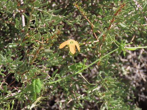 Momordica humilis