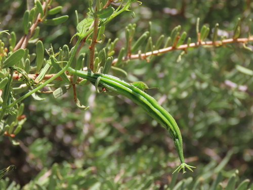 Momordica humilis