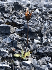 Primula egaliksensis