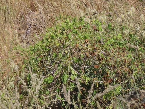 Momordica humilis
