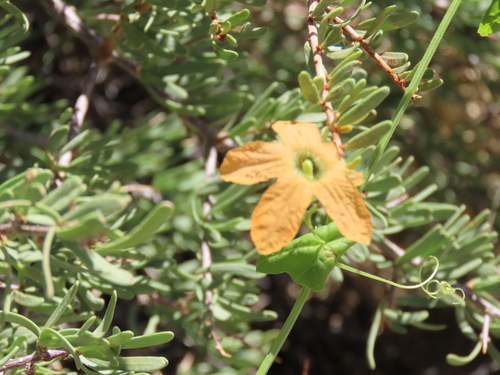 Momordica humilis