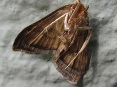 Anania verbascalis