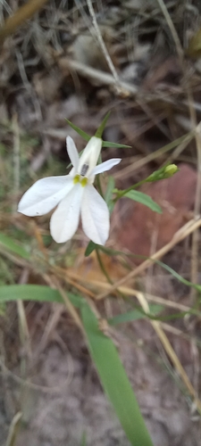 Image of Lobelia pubescens by (c) Wilhelm van Zyl, some rights reserved (CC BY-SA)