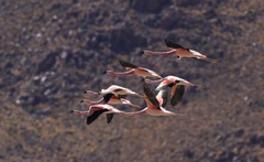 Phoenicoparrus andinus