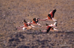 Phoenicoparrus andinus