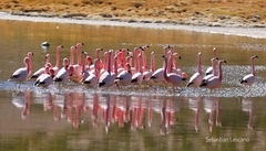 Phoenicoparrus andinus