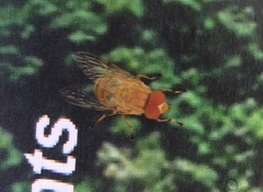 Copestylum sexmaculatum